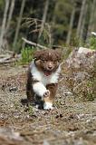 BERGER AUSTRALIEN PUPPIES 029
